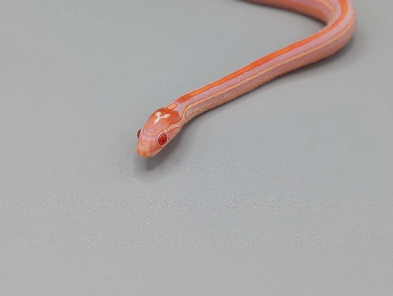 Scaleless tessera reverse okeetee 