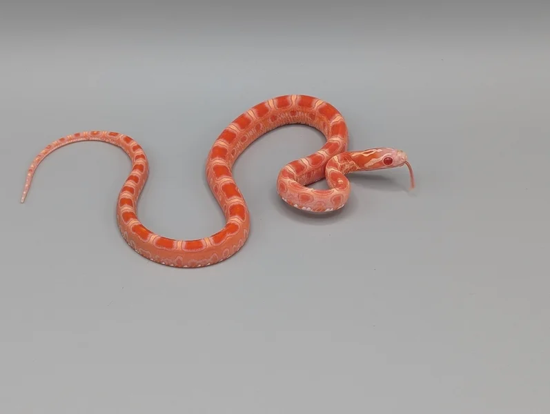 Scaleless albino het caramel motley 