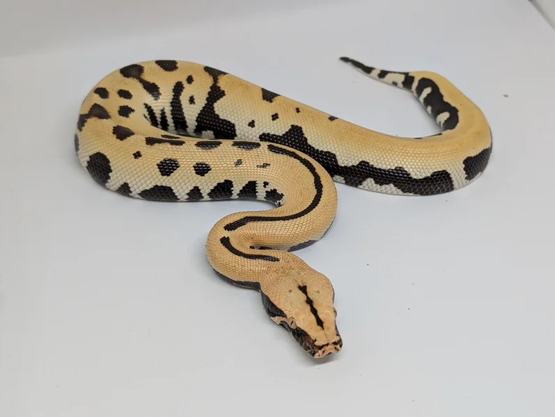 Blood python golden eyed 
