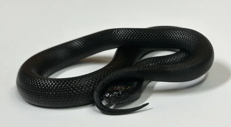 Mexican Black Kingsnake