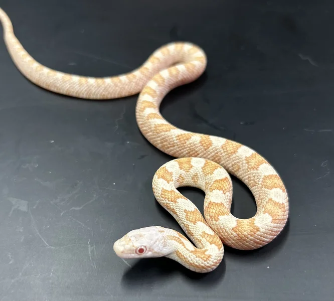 Hypo 100% Het Calico 100% Het Lavender Black Rat