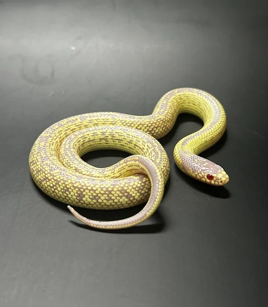 Patternless Albino