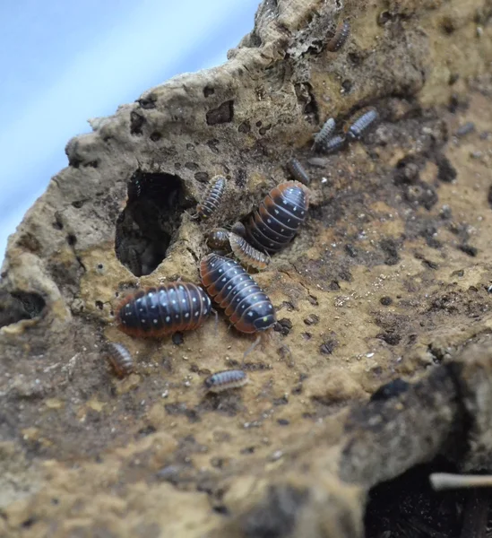 "Montenegro Clown" Armadillidium klugii 10 ct.