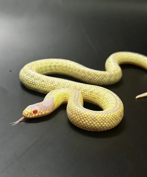 Patternless Albino