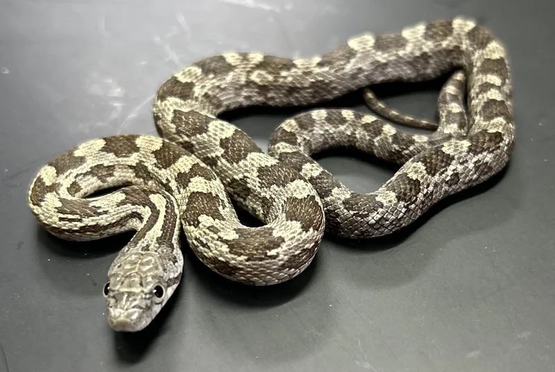 Normal 100% Het Calico 100% Het Hypo 66% Het Lavender Black Rat