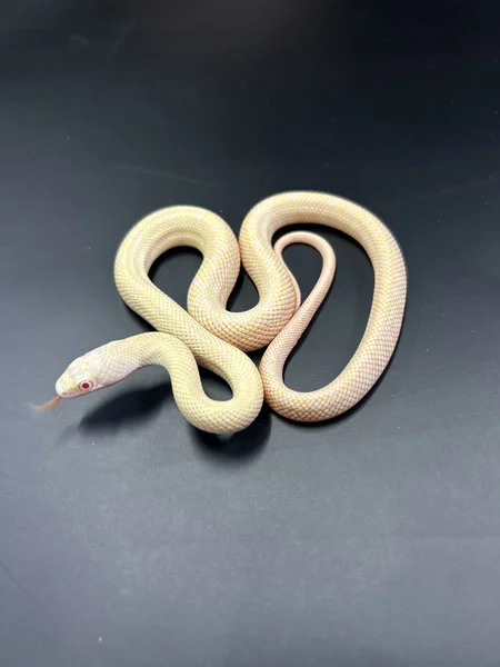 Calico Hypo 66% Het Lavender Black Rat