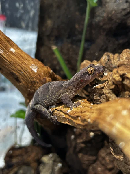 Bavayia robusta, ‘The Robust Forest Gecko