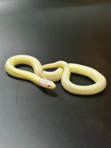 Patternless Albino