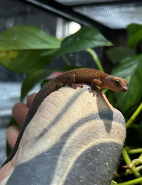 Bavayia septuiclavis