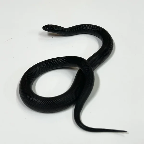 Mexican Black Kingsnake
