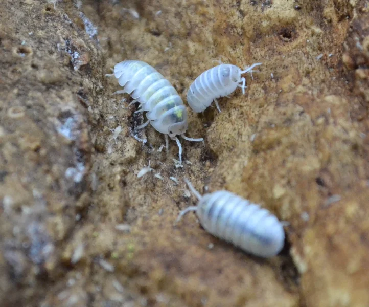 "Magic Potions" (USA) Armadillidium vulgare 10ct.