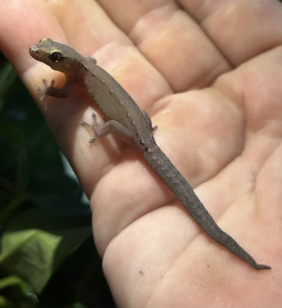 Dierogekko nehoueensis