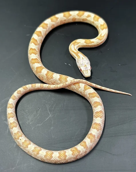 Hypo 100% Het Calico 100% Het Lavender Black Rat