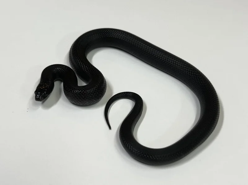 Mexican Black Kingsnake