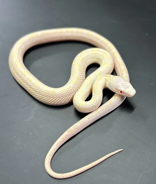 Hypo Calico 66% Het Lavender Black Rat