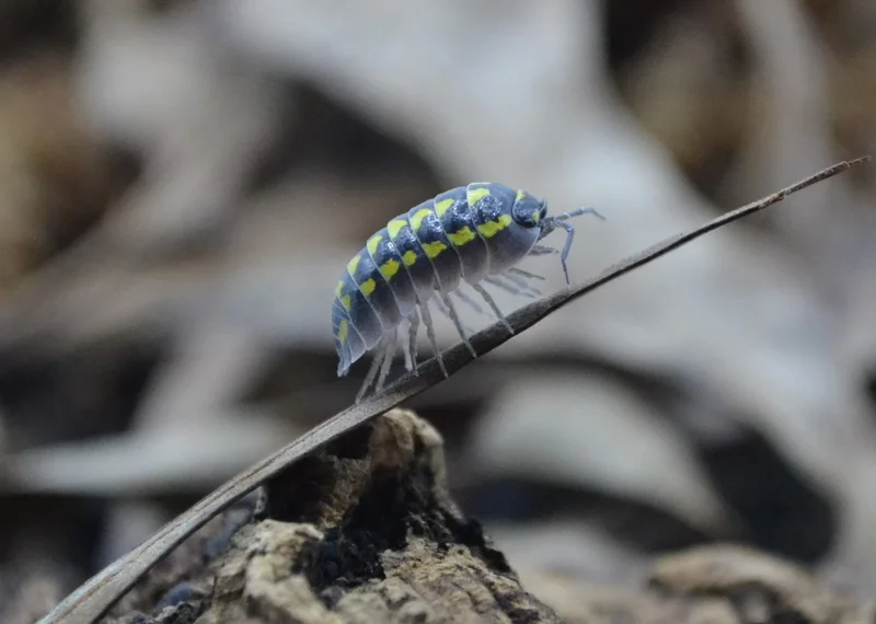 "Gestroi" Armadillidium gestroi 10ct.