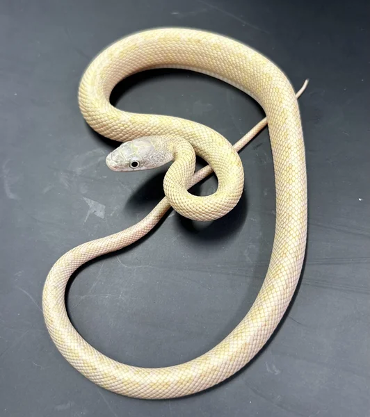 Calico 100% Het Hypo 66% Het Lavender Black Rat