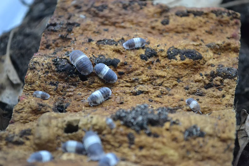 "Panda Kings" Cubaris Sp. 10ct.