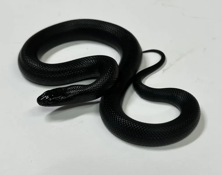 Mexican Black Kingsnake