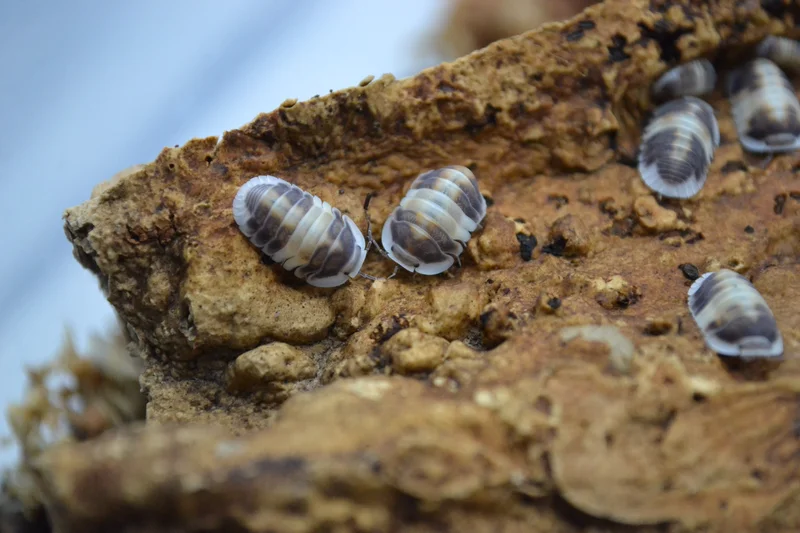 "Cappuccino" Cubaris sp. 10 ct