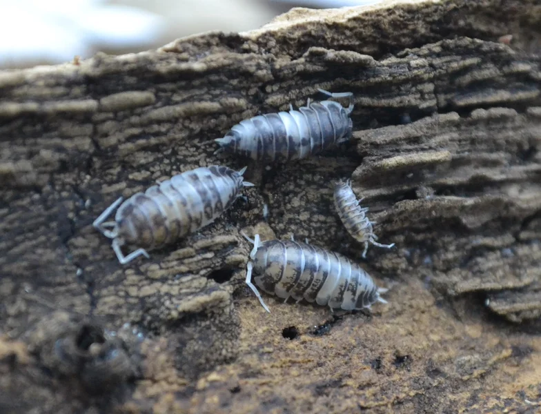 "Ukraine Pied" Cylisticus convexus 10ct.