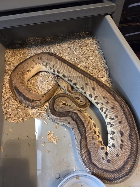 Pastel Leopard Orange Dream Clown Het Pied 