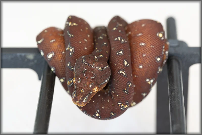 Red Neonate - ARU x JAYAPURA