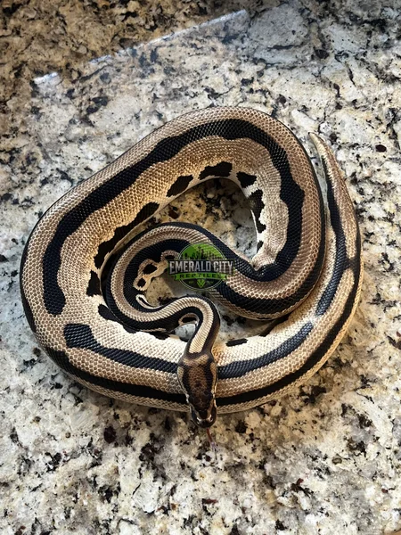 OD LEO Het Pied/Clown/G-Stripe/DG
