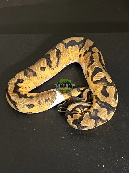 Super OD Pied Het Ultramel
