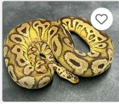 Pastel Hurricane YB Clown