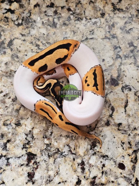 Super OD Pied Het Ultramel