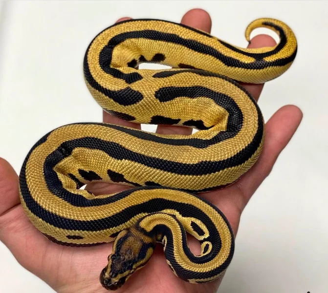 OD Leopard Het Pied Het CLown Het G-Stripe Het DGa