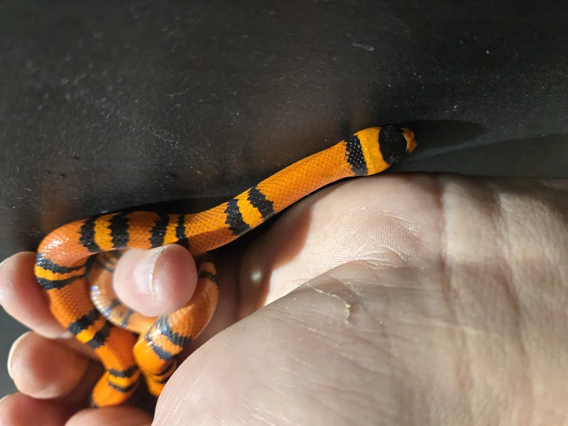 Hypomelanistic tangerine Honduran milks