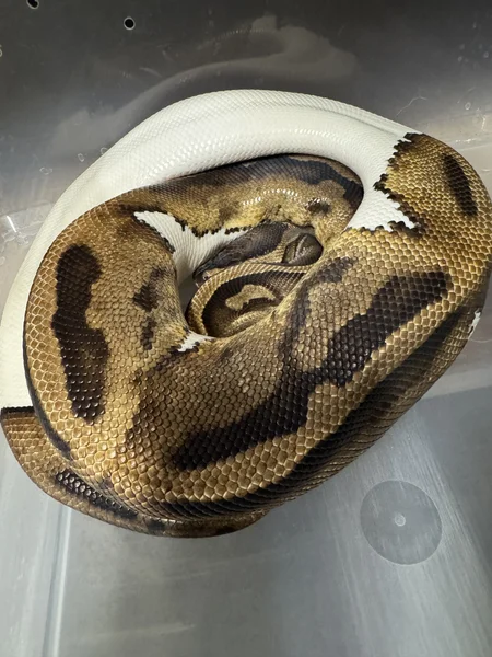 Pied Big Clutch Layer
