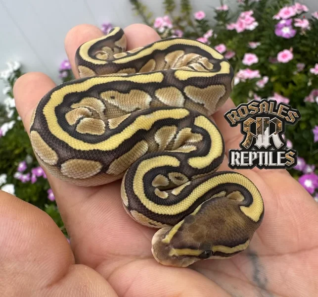 Butter 50% DH Clown/Ultramel