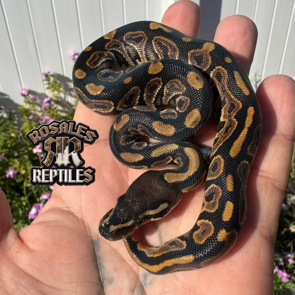 Black Pastel 50% DH Ultramel Pied