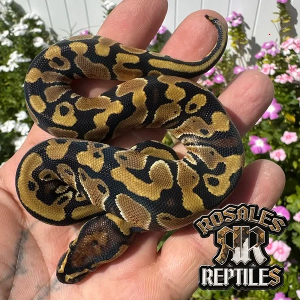 Normal 50% DH Ultramel Pied