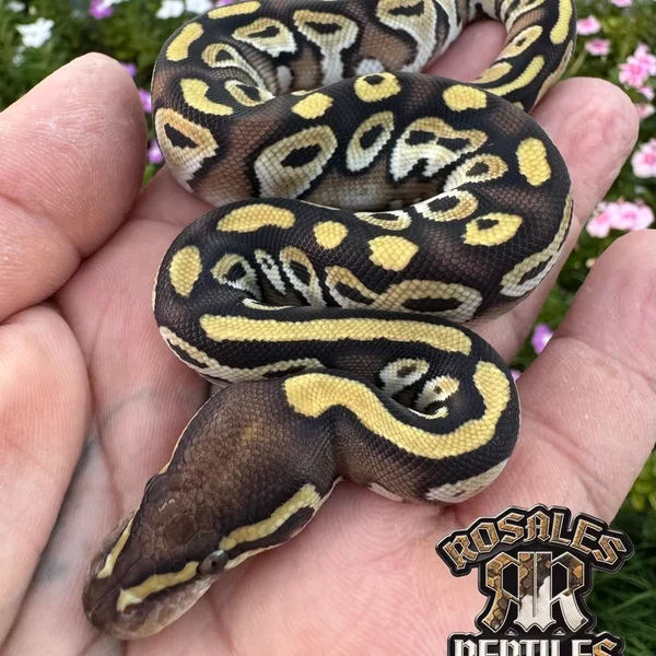BP Mojave 50% DH Pied/Ultramel
