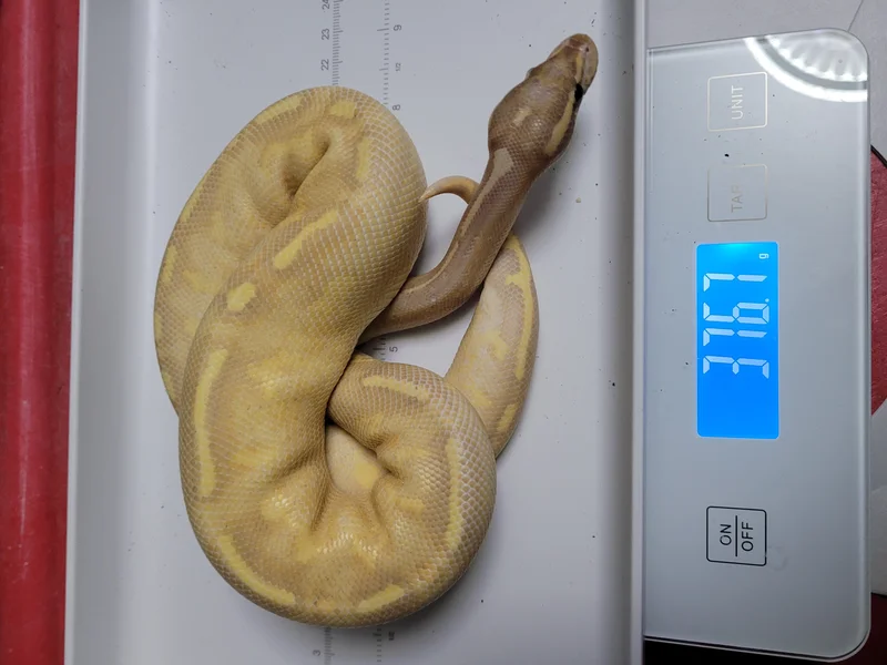 Pastel Banana Enchi Pavement