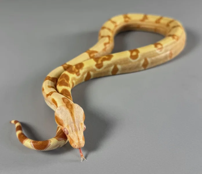Hypo Sharp Albino