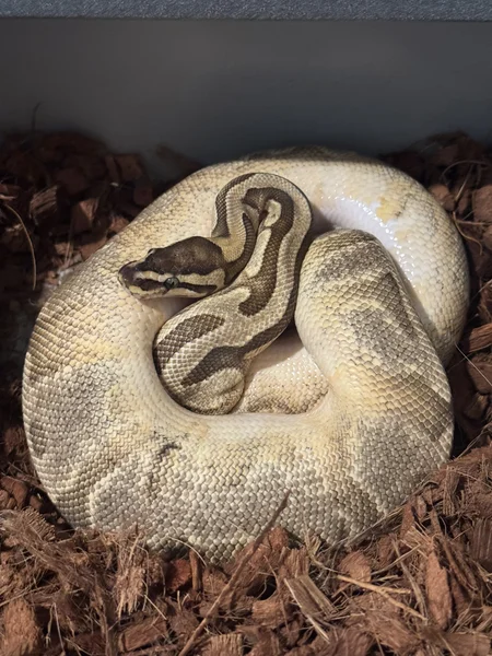 Enchi Piebald