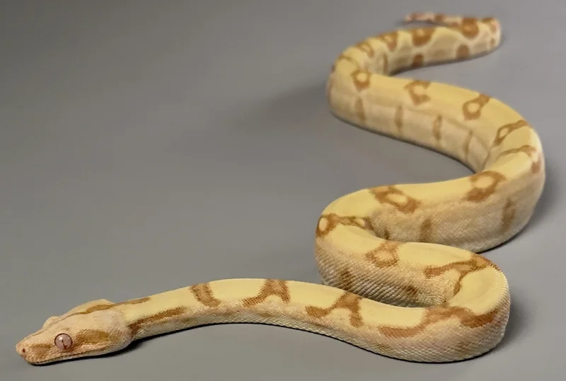 Hypo Sharp Albino