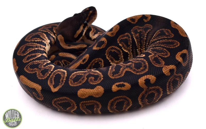 Barnhart Black Pastel het Desert Ghost