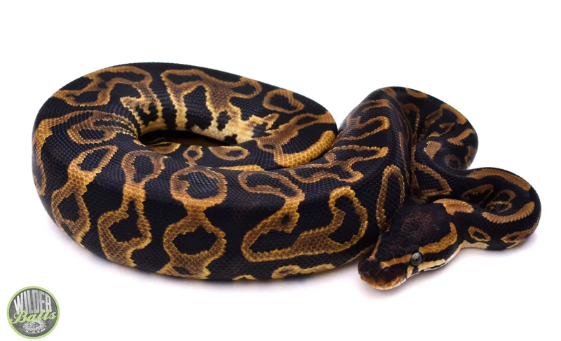 Leopard Yellow Belly het Desert Ghost