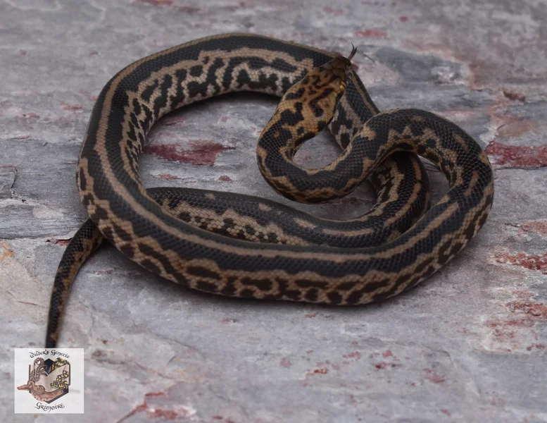 Striped Spotted Python