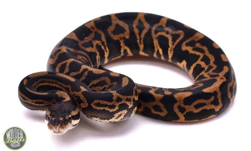 Barnhart Black Pastel Leopard Yellow Belly double het Desert Ghost / Clown