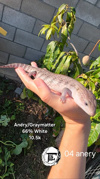 Graymatter/Anery 66% het White/Ivory Blue Tongue Skink 