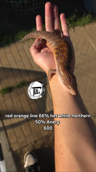 Red Orange Line 66% Het Ivory 50% het Anery 