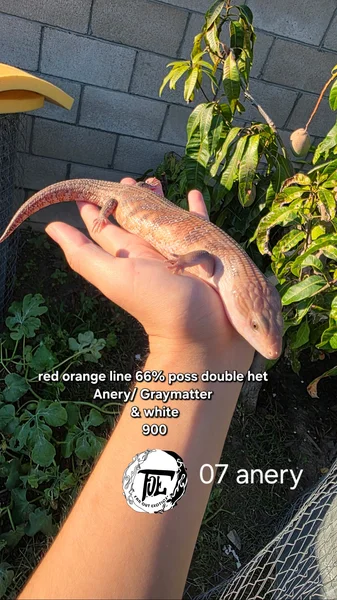 Red Orange Line 66%Double Het Anery/Ivory 