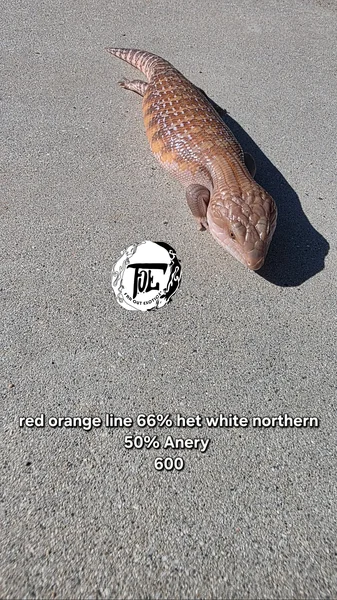 Red Orange Line 66% Het Ivory 50% het Anery 